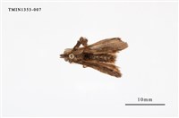 藏品(毒蛾科)的圖片